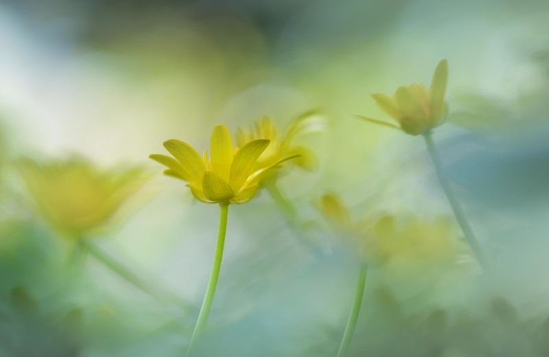 Весенняя феерия photo preview