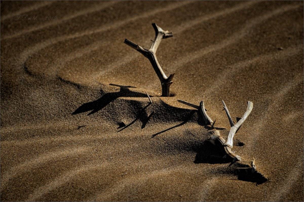 Линии жизни. Автор: Sergey Drobkov пляж, ветка, песок, Sergey Drobkov