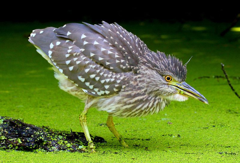 птицы, цапля, кваква Молодая кваква, или ночная цапляphoto preview