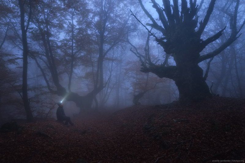 Лесаphoto preview