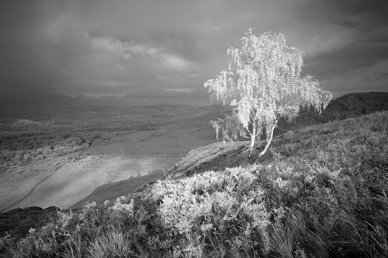 инфракрасный,фильтр,пейзыж,урал,дерево,ir,infrared,landscape,ural, Южный Урал.photo preview
