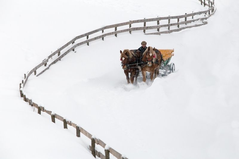 winter,snow,fence,horse,white, Long way to homephoto preview