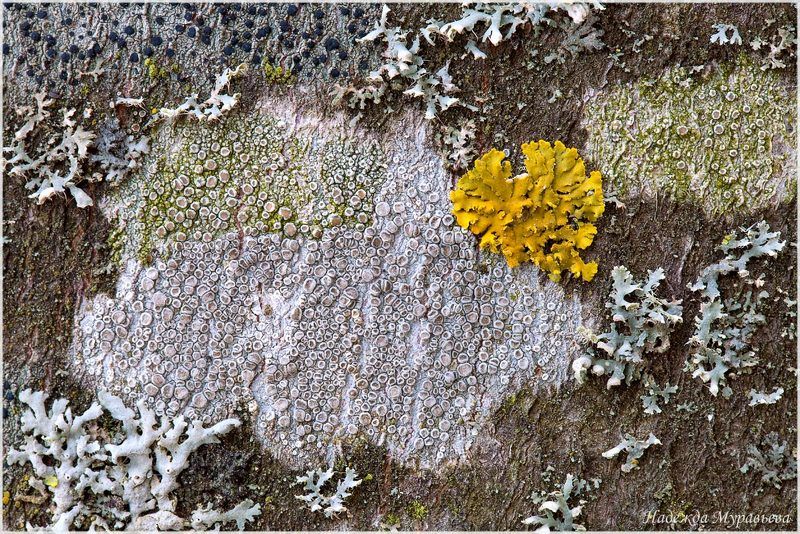 лишайники Сбоку бантикphoto preview