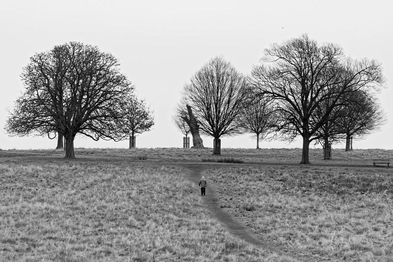 деревья, зима, черное белое, человек, парк Зимнее одиночествоphoto preview