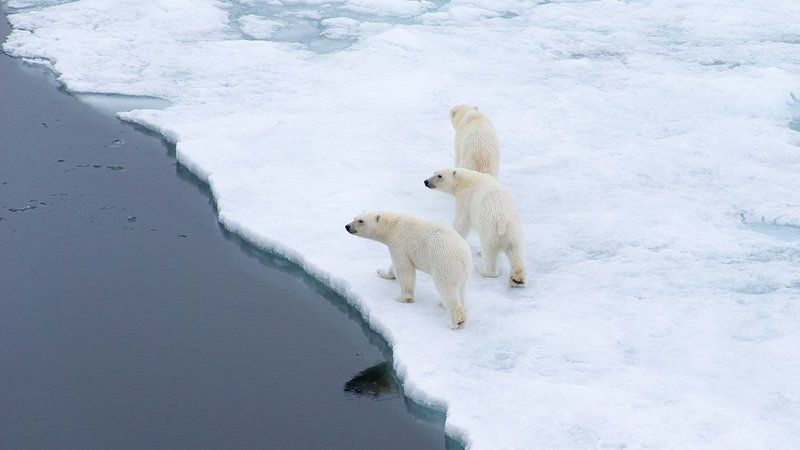 фотографандреевандрей, северныйполюс, northpole, арктика, arctic, ice, снег, лёд, круиз, expiditions, travel, белыймедведь, медведь, polarbear, животное, natgeowild photo preview