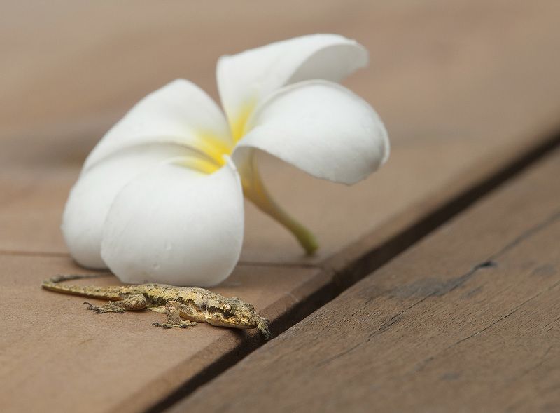 Геккон, Джунгли, Таиланд, Ящерица Подари мне немного теплаphoto preview