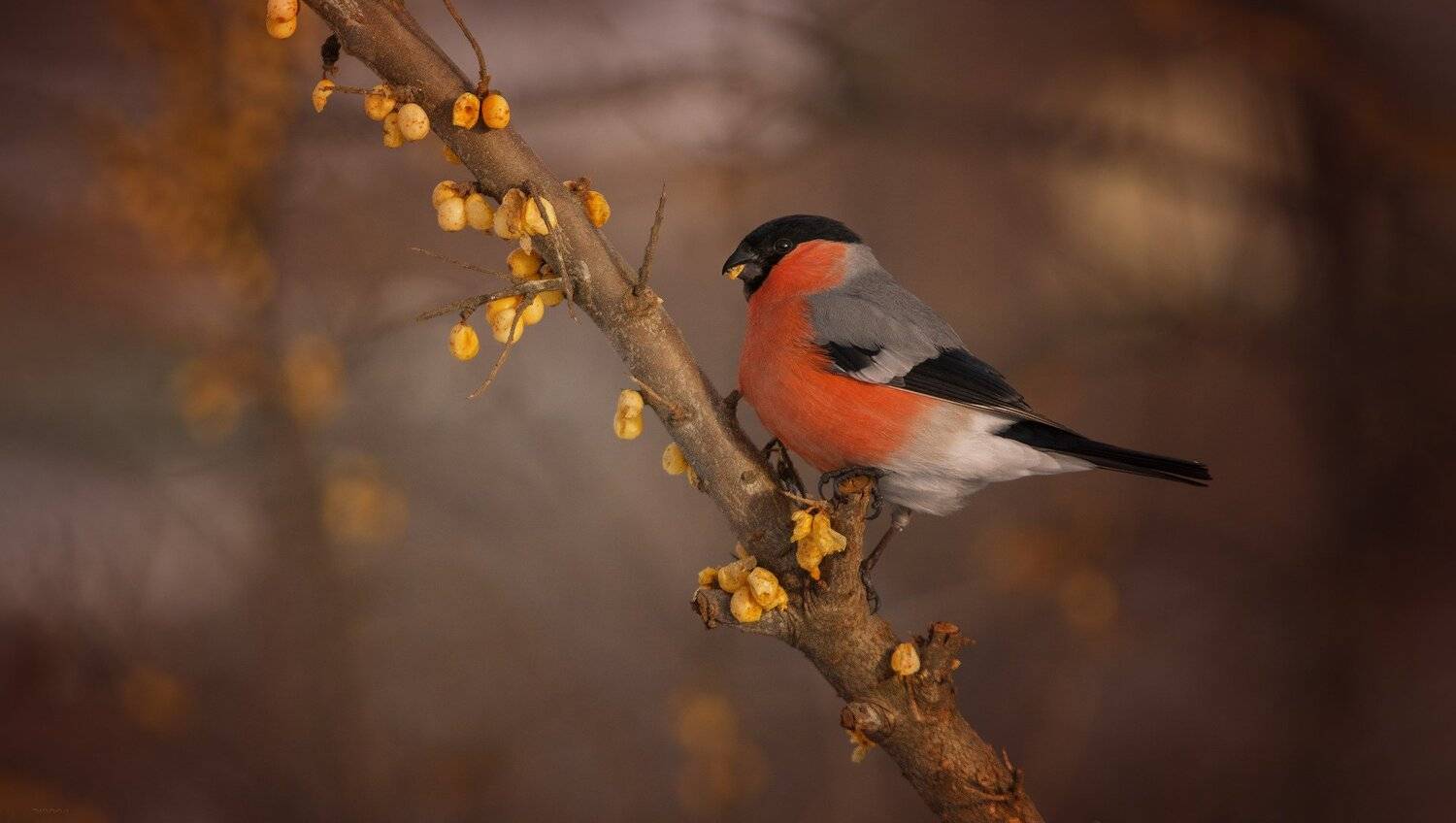 ... участок застолбил ! :). Автор: Дмитрий Посевич природа, лес, животные, птицы, Дмитрий Посевич