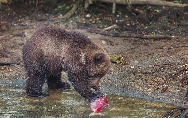 Медведь, Камчатка Уловphoto preview