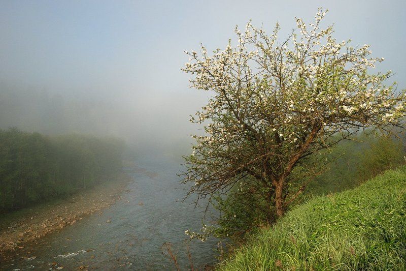 Ранее утро на Белом Черемошеphoto preview