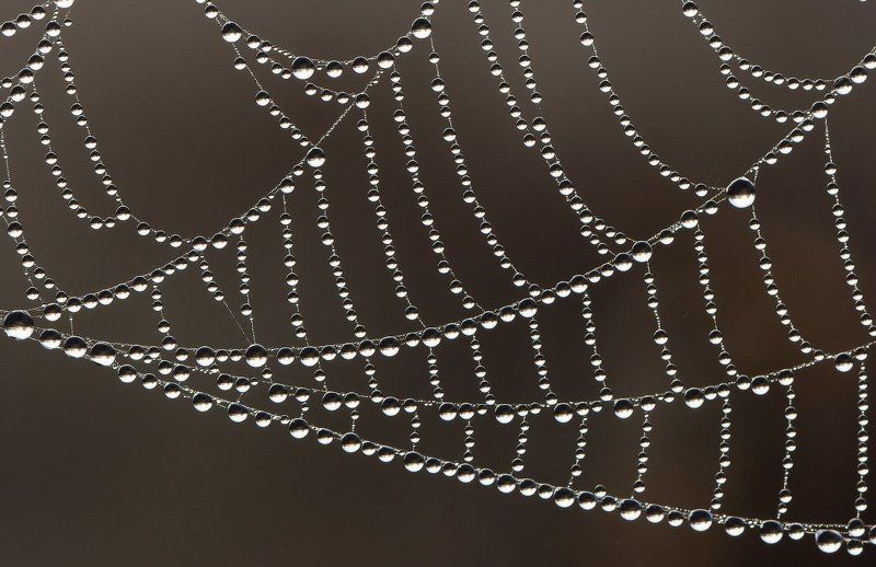 паутина,паук,макро,роса Жемчужная сетьphoto preview