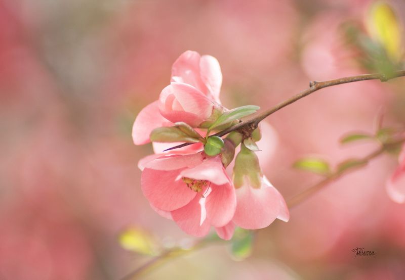 Кидонияphoto preview