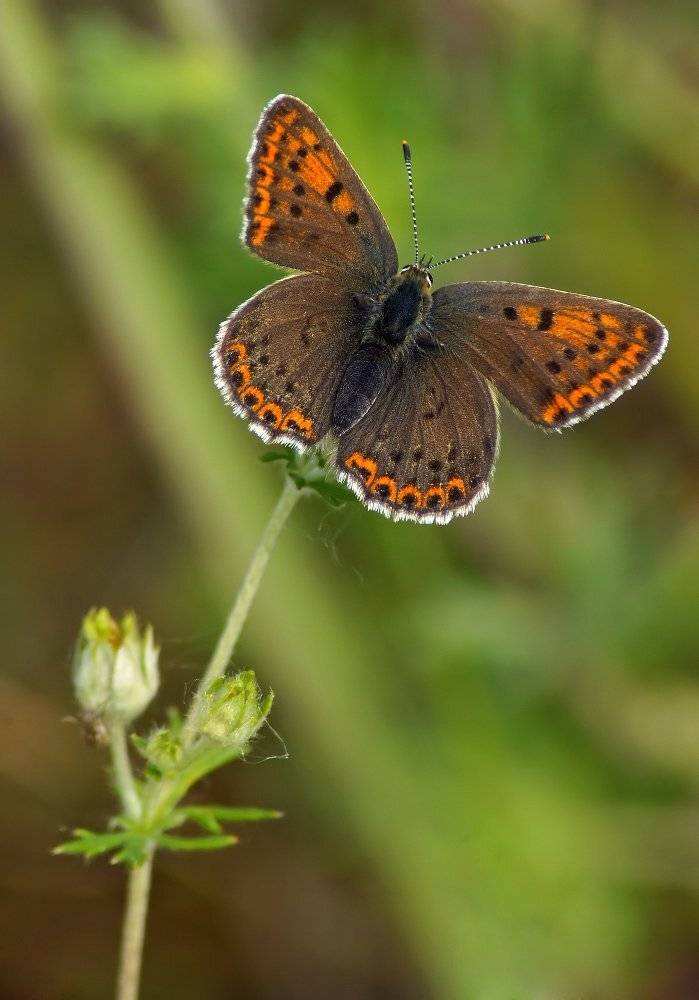 , Чепленко Алексей