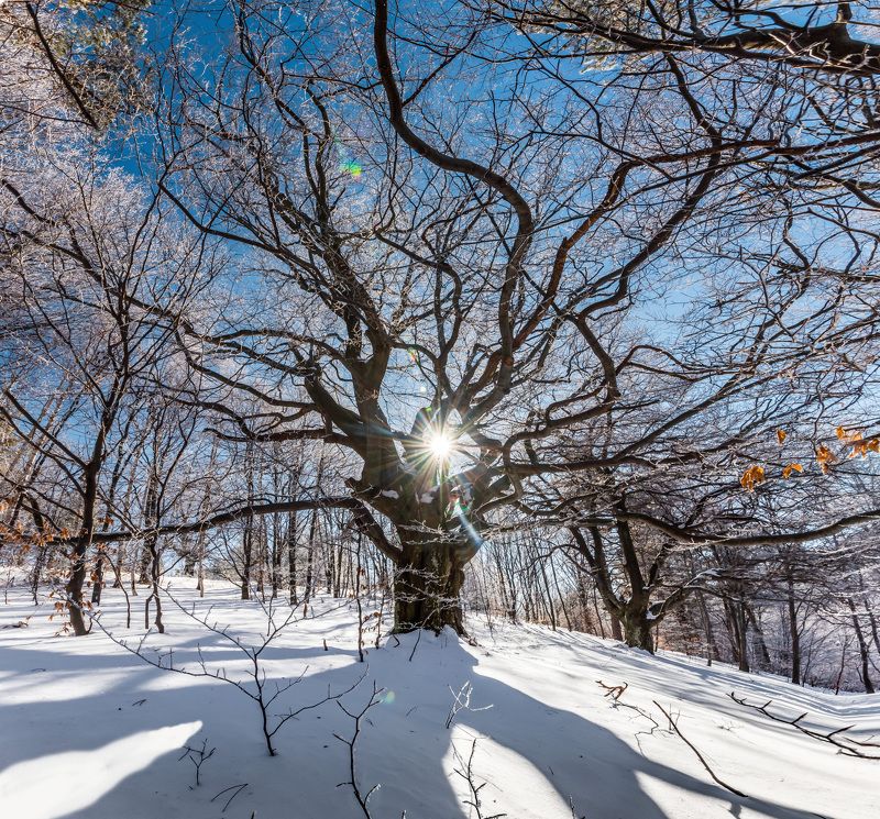 tree, winter, snow, forest, sun, sunstar, landscape, nature Sunny treephoto preview