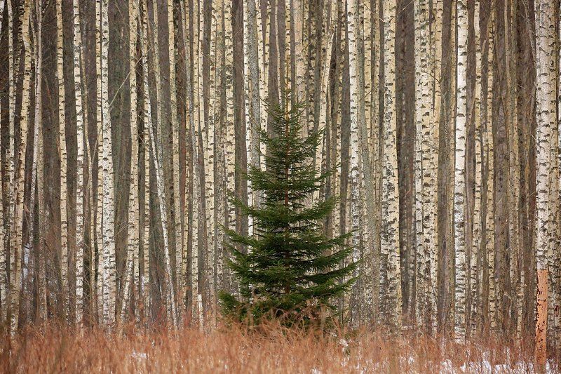 Однаphoto preview