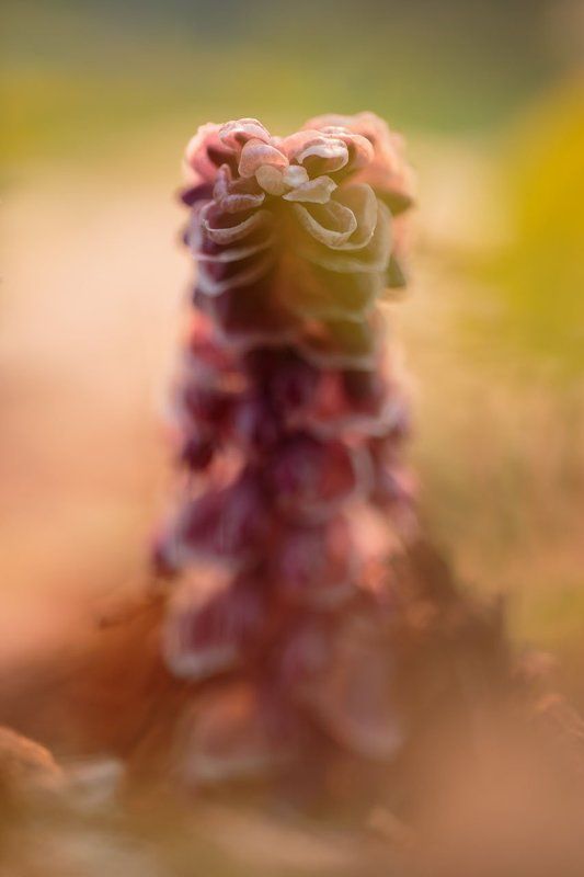 Петров крест, растение, цветок, Плещеево озеро Дрожь землиphoto preview