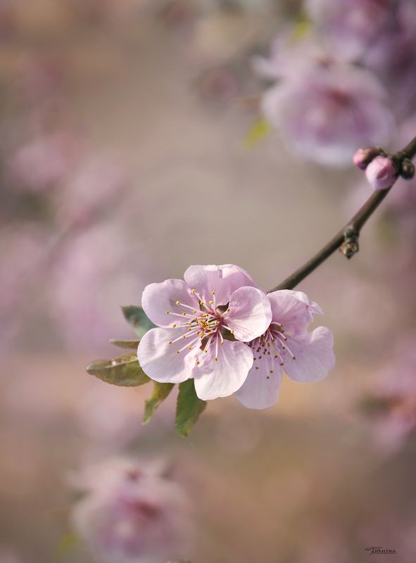 Весеннее настроениеphoto preview