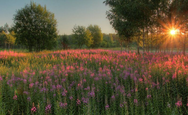 утро,рассвет,иван-чай Иван-чайphoto preview