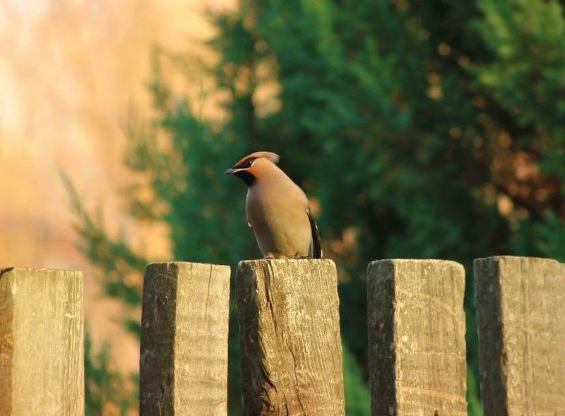 птицы, природа, свиристель Свиристелькаphoto preview