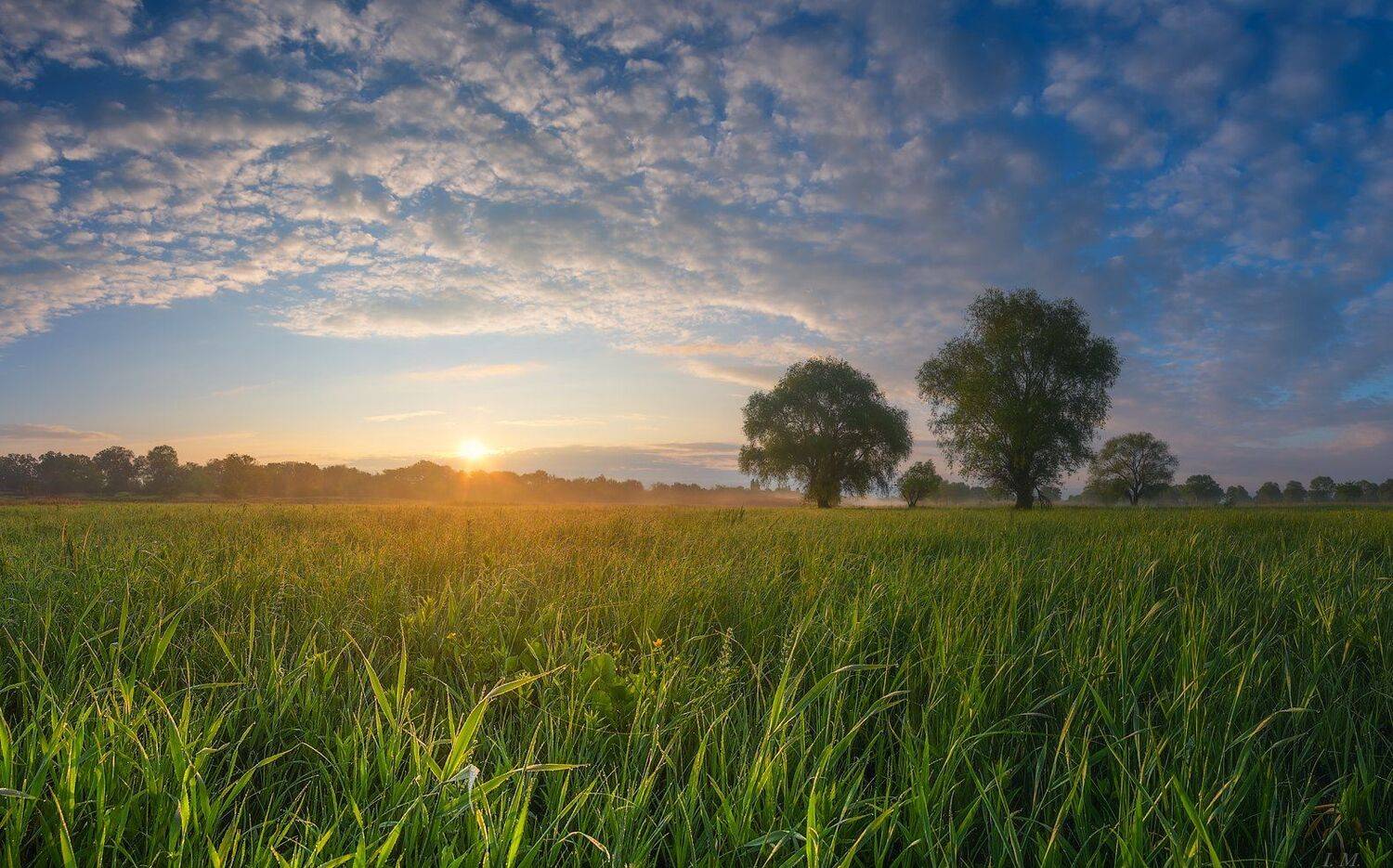 Солнечный Луг. Автор: I'M весна, май, утро, рассвет, луг, травы, I'M