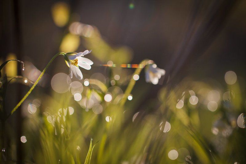 Радужная паутинкаphoto preview