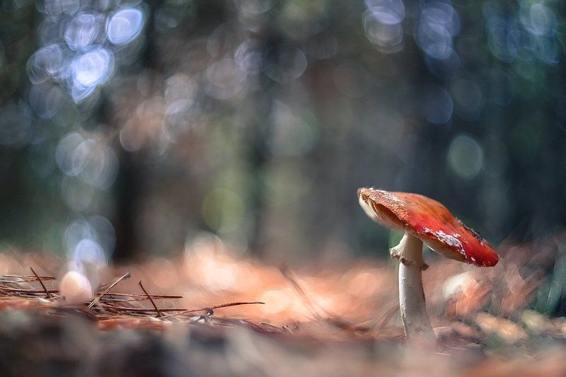 Дон Жуанphoto preview