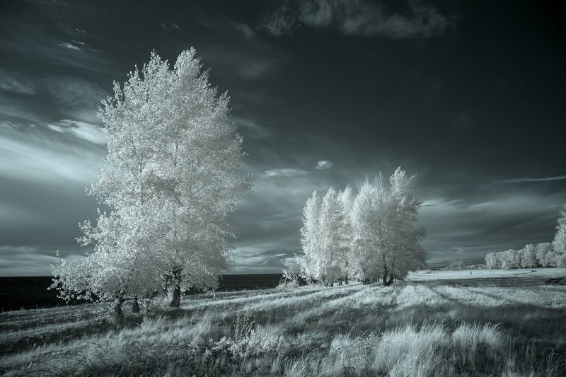 инфракрасный,фильтр,пейзаж,оренбуржье,урал,дерево,поле,ir,infrared,landscape, Оренбуржье.photo preview