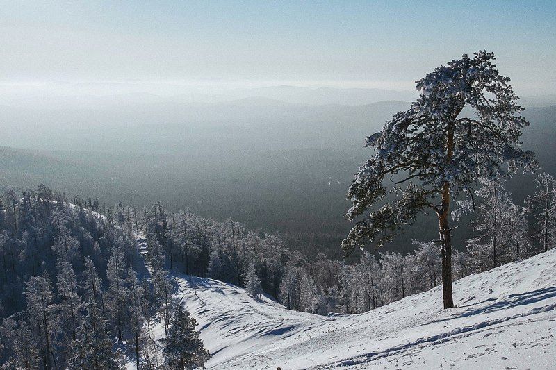 Одинокая ельphoto preview