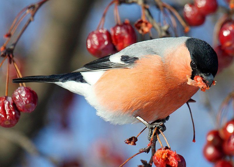 Снегириphoto preview