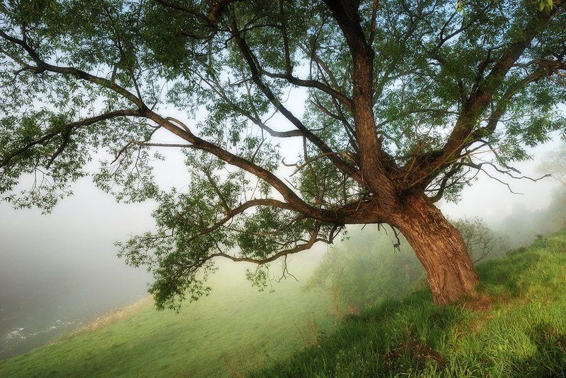 карпаты, утро, река, d80 Майское утро на Белом Черемошеphoto preview