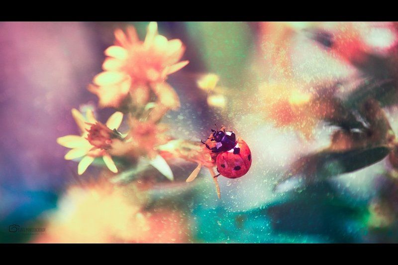 Insects, Ladybug, Nature story about ladybugphoto preview