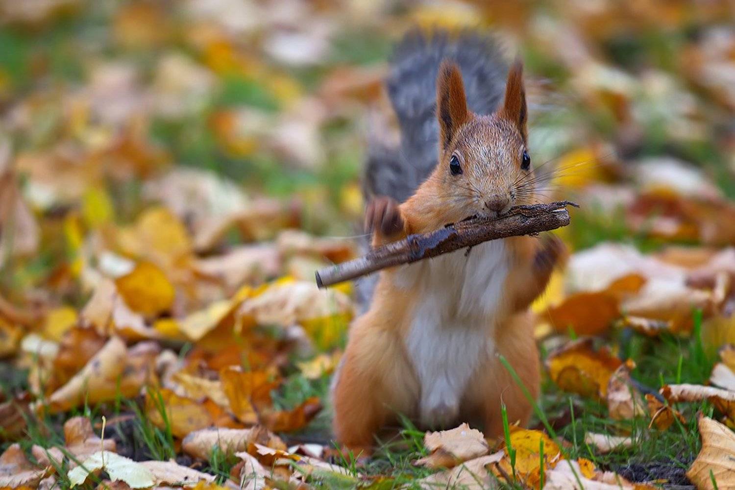 Флейтист. Автор: Елена Соловьёва белка, животные, млекопитающие, природа, осень, Елена Соловьёва