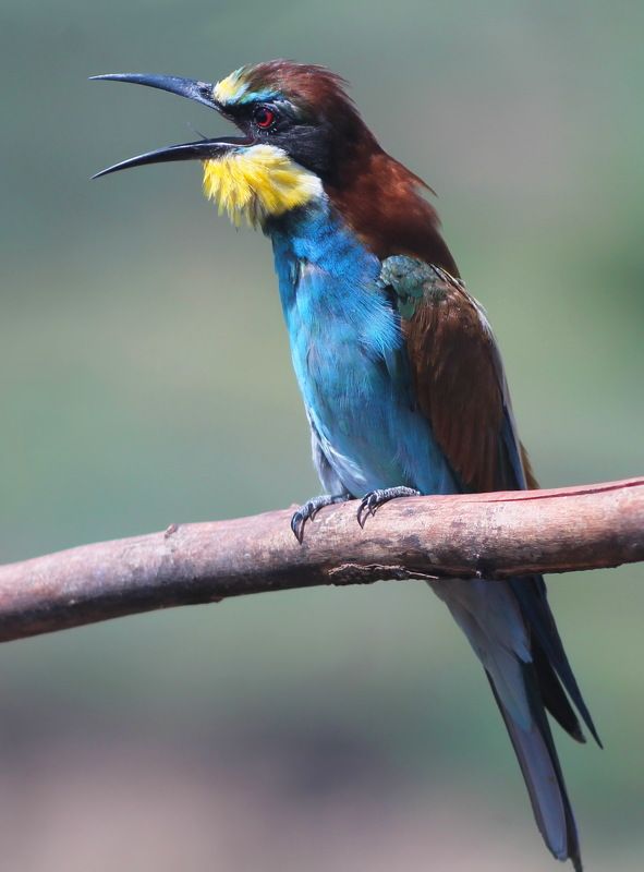 Золотистая щурка.(лат. Merops apiaster).photo preview