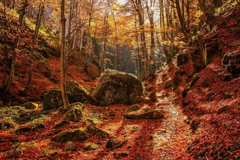 forest, bulgaria, rocks, autumn, teteven, waterfalls Welcome to Narnia фото превью