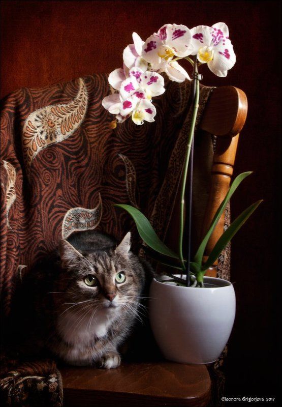 Натюркотики, Орхидея, Рыжий кот, Стул, Чёрный кот Моя семья и другие животныеphoto preview