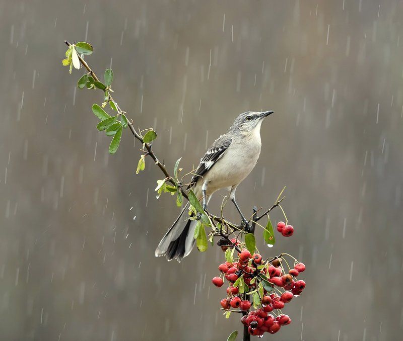 многоголосый пересмешник, northern mockingbird, пересмешник Многоголосый пересмешник -Northern Mockingbirdphoto preview