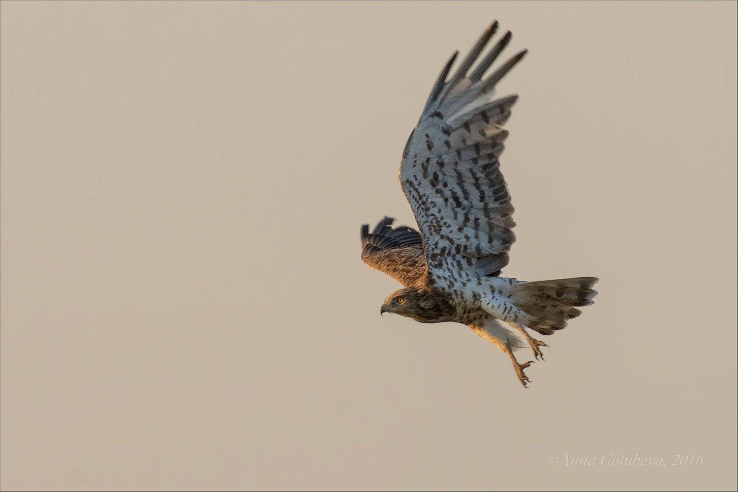 В лучах заходящего солнца. Автор: Анна Голубева птицы, природа, хищник, circaetus gallicus, змееяд, лето, август, 2016, краснодарский край, Анна Голубева