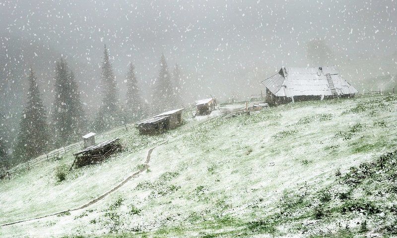 карпаты, снег, ели, d80 Майский снег в карпатахphoto preview