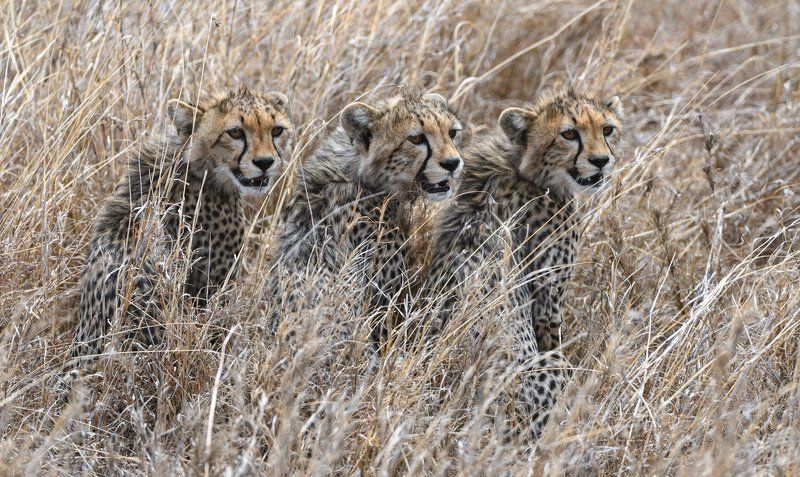 Котята по-африканскиphoto preview