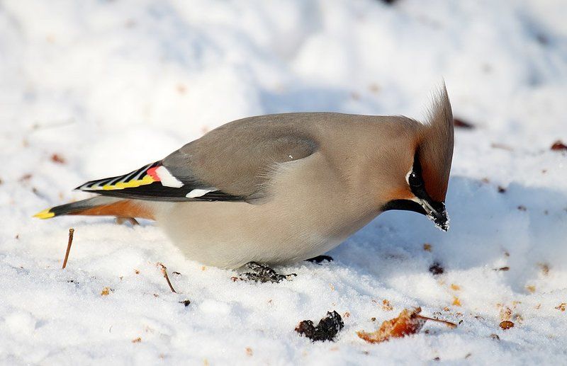 Свиристелиphoto preview