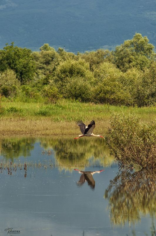 Аисты скоро приедутphoto preview