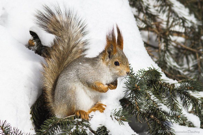 Белкаphoto preview