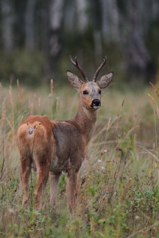 Козликphoto preview