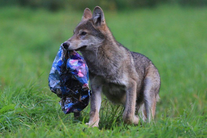 Пора уже переходить на бумажные пакеты!photo preview