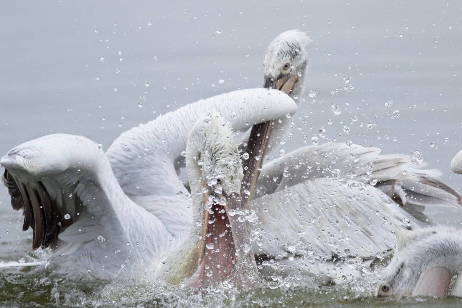 , Desislava Todorova