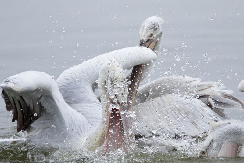 Я первый!photo preview