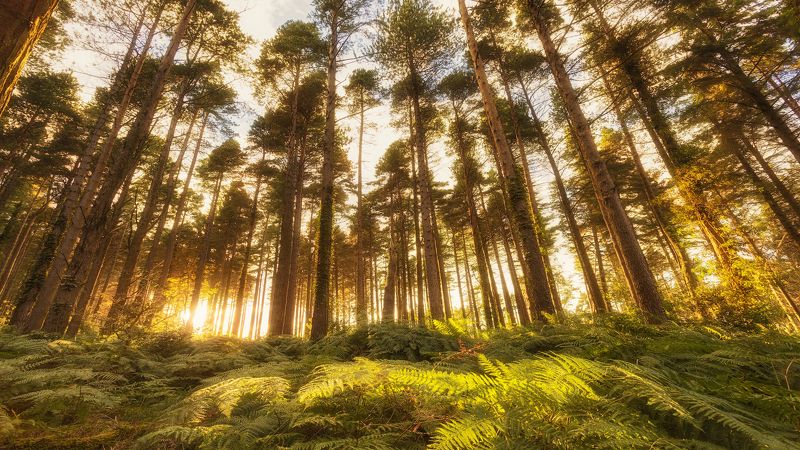 В поисках солнца!  In search of the sun!photo preview