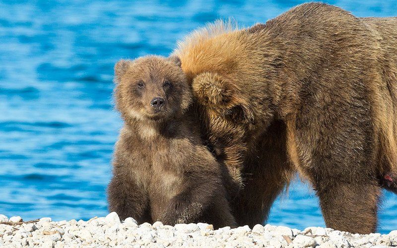 Медведь, Камчатка С любимой мамойphoto preview