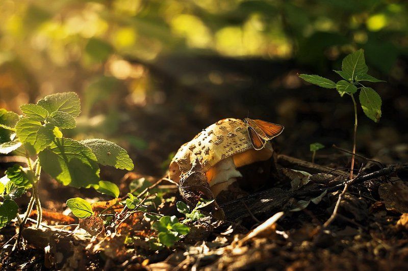 О! Грыбочек...photo preview