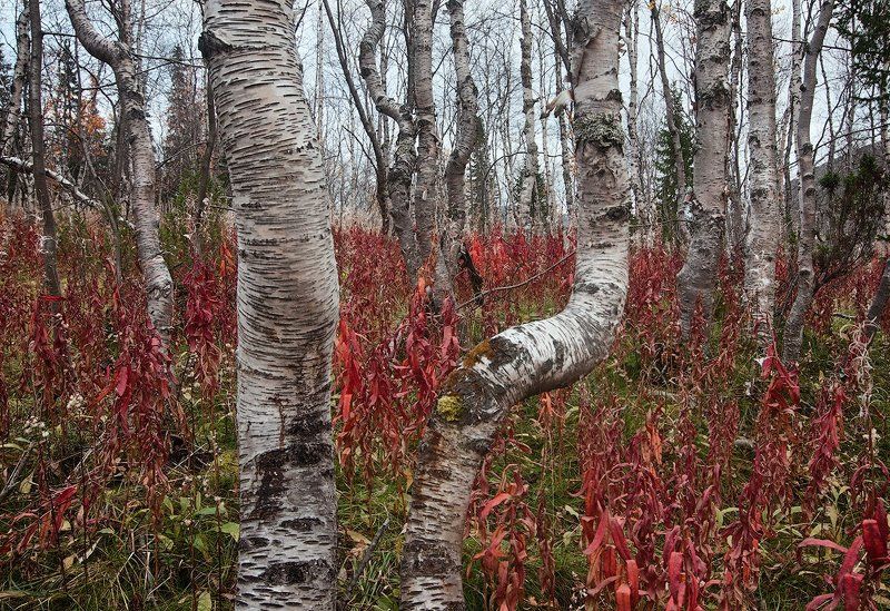 Березовое криволесьеphoto preview