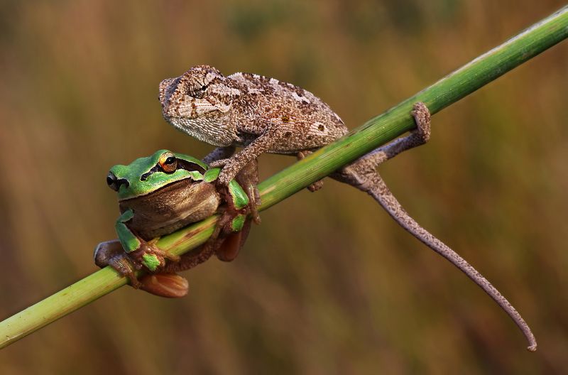 animal, nature, macro, frog, chameleon, friendship, selfie Selfiephoto preview